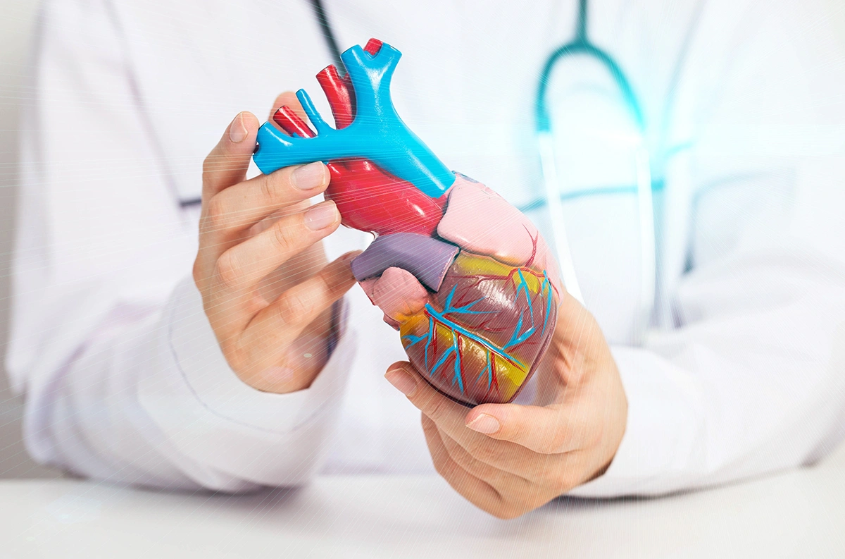 A medical professional referring to a model of the human heart